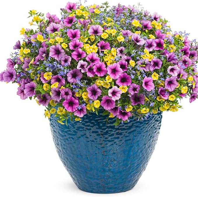 Calibrachoa Petunia Flower Calibrachoa spp. Seeds for Planting in Flower Bed & Garden Heirloom Non-GMO Seeds