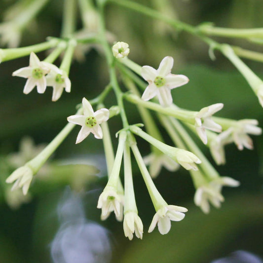 Night Blooming Star Jasmine Cestrum nocturnum Flowers for Planting in Garden and Night Garden Heirloom Non-GMO Seeds