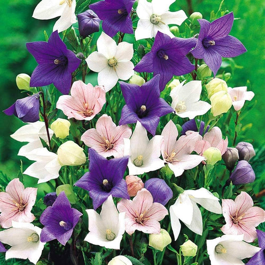 Balloon Astra Mix Callistephus chinensis Seeds for Planting in Flower Bed Heirloom Non-GMO Seeds