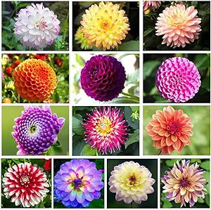 Mixed Dahlia Dahlia spp Flower Seeds for Planting in Flower Bed Heirloom Non-GMO Seeds