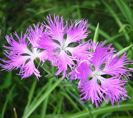 Superb Pink Dianthus spp. Seeds for Planting - Ideal for Flower Bed & Cottage Garden Heirloom Non-GMO Seeds