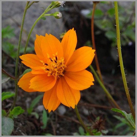 Aster Callistephus Chinensis Flower Seeds for Planting Heirloom Non-GMO Seeds