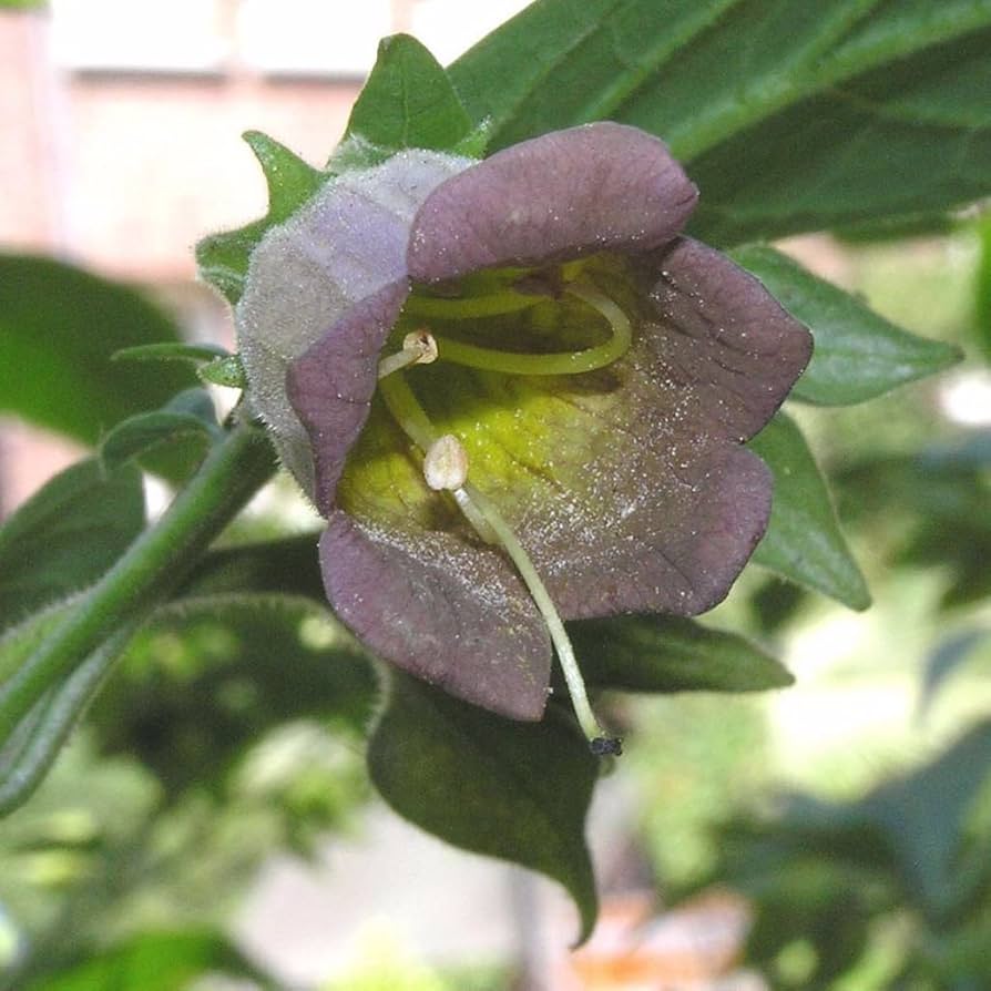 Deadly Nightshade Seeds for Planting Atropa belladonna for forest edges and herb gardens | Heirloom Non-GMO Herb Seeds for Home Gardens