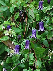 Clematis 'Rooguchi' Clematis spp Flower Seeds for Planting in Garden Heirloom Non-GMO Seeds