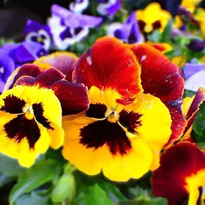 Pansy Viola tricolor Seeds for Planting in Flower Bed & Garden Heirloom Non-GMO Seeds