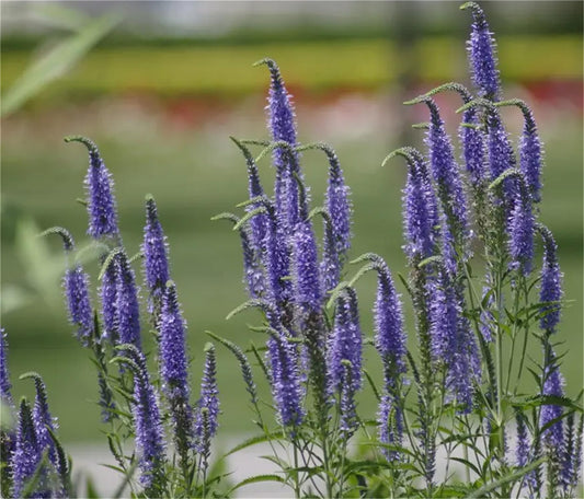 Speedwell Veronica spicata Seeds for Planting in Flower Borders Heirloom Non-GMO Seeds