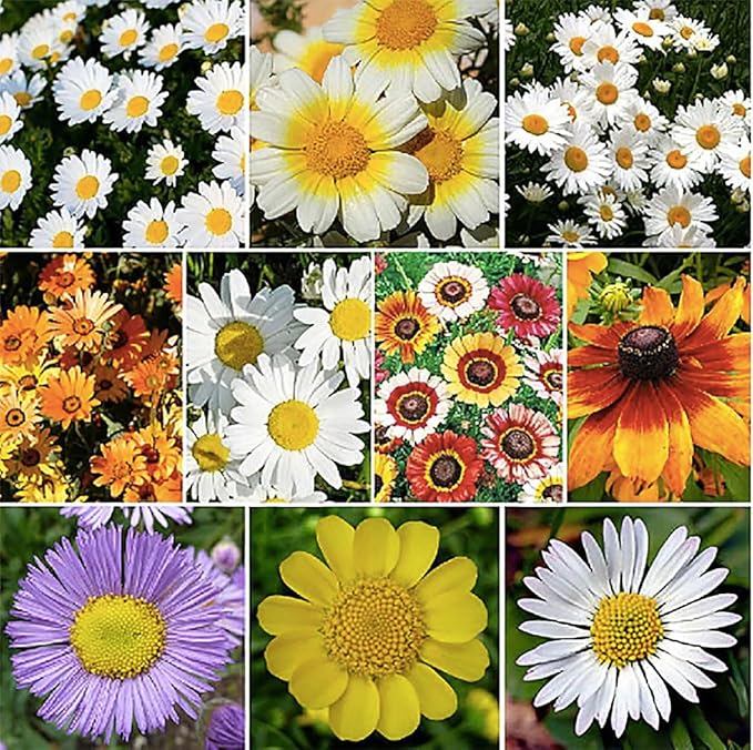 Creeping Daisy Bellis perennis Flower Seeds for Planting in Flower Bed & Garden Heirloom Non-GMO Seeds