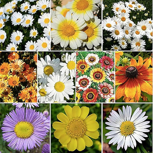 Creeping Daisy Bellis perennis Flower Seeds for Planting in Flower Bed & Garden Heirloom Non-GMO Seeds