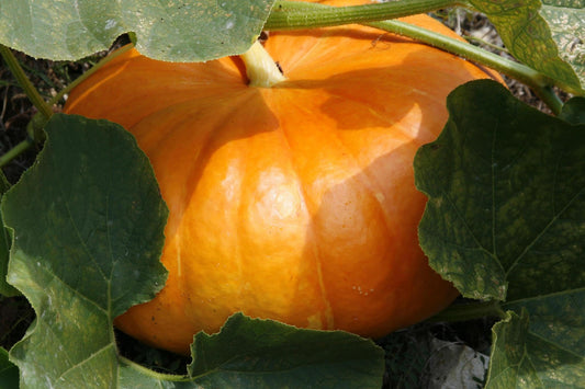 Galeux d'Eysines Pumpkin Seeds for Planting Cucurbita maxima for vegetable patches and fall gardens for Planting, Premiu