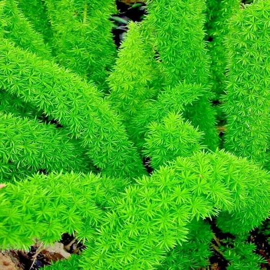 Foxtail Fern Asparagus densiflorus Seeds for Planting Heirloom Non-GMO Seeds