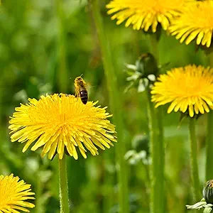 Dandelion Taraxacum officinale Flower Seeds for Planting in Flower Bed & Garden Heirloom Non-GMO Seeds