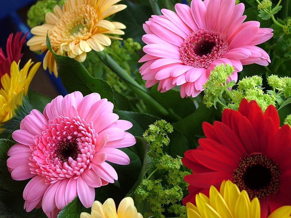 African Daisy Osteospermum spp Mixed Flower Seeds for Planting in Flower Bed Heirloom Non-GMO Seeds