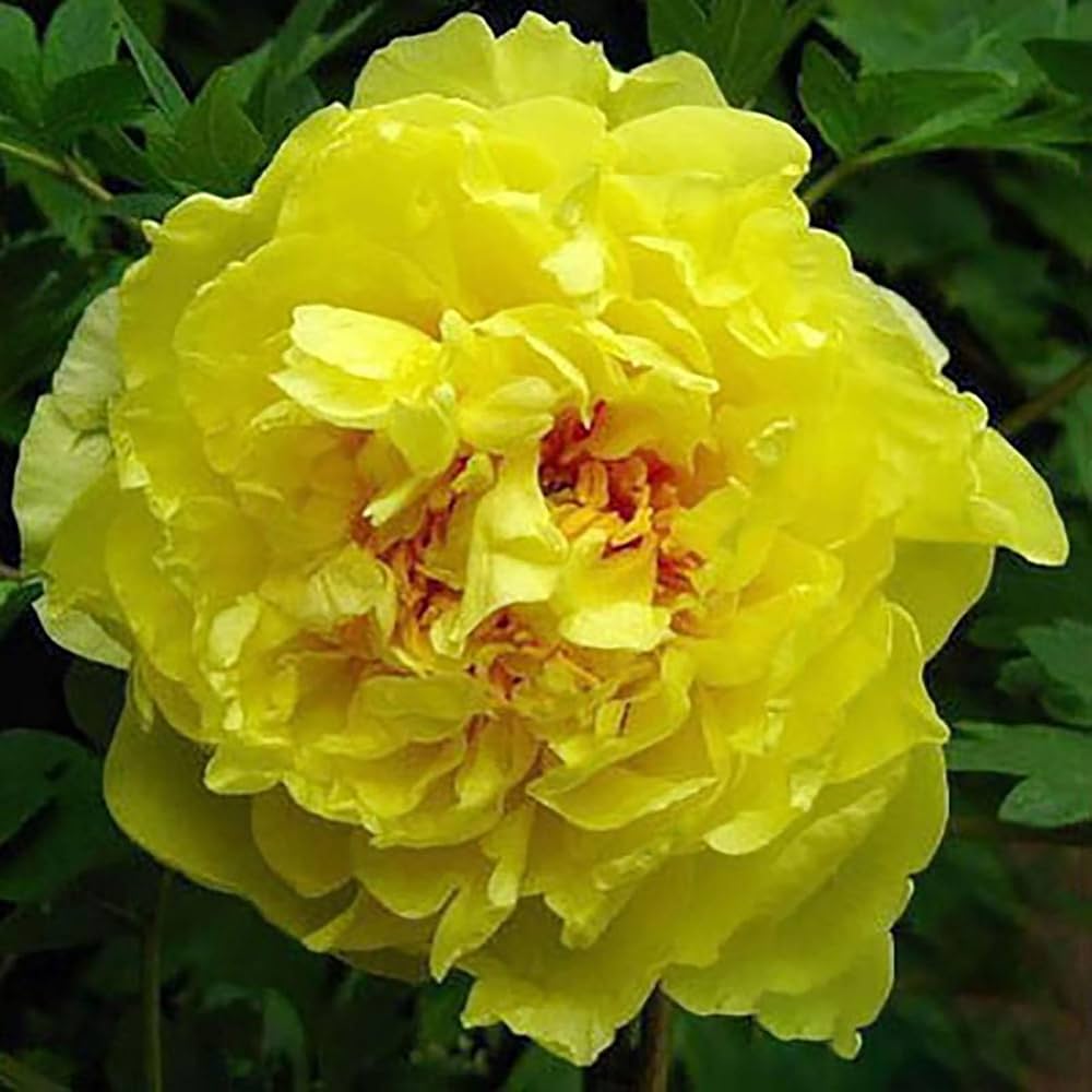 Peony Paeonia officinalis Seeds for Planting in Flower Bed and Urban Garden Heirloom Non-GMO Seeds