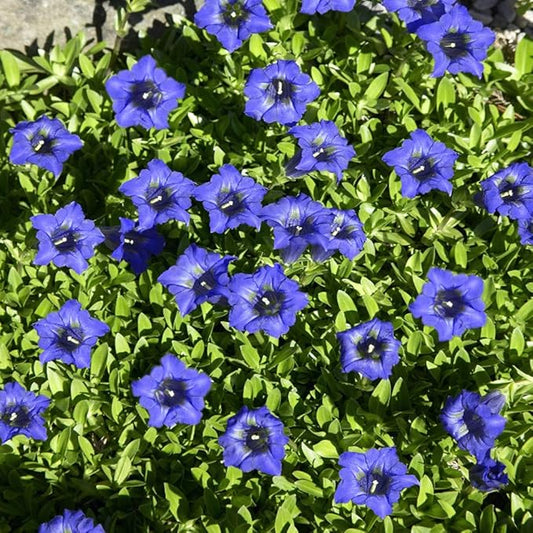 Gentian Gentiana spp. Seeds for Planting in Flower Bed & Garden Heirloom Non-GMO Seeds