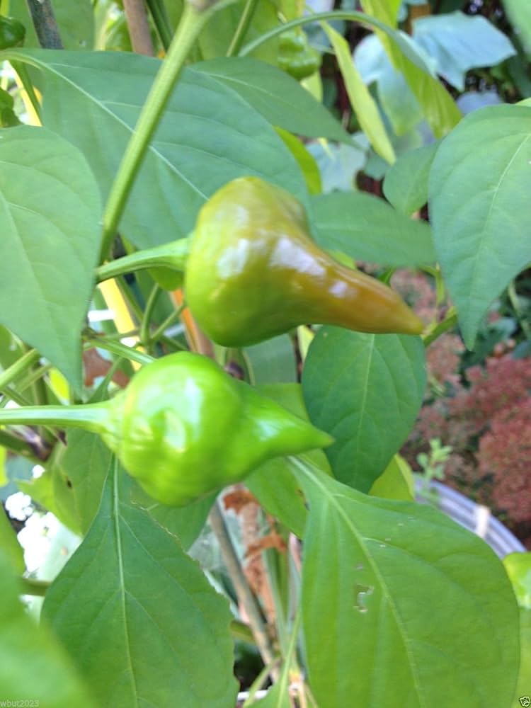Mad Hatter Pepper Capsicum annuum Seeds for Planting in Vegetable Garden for Planting, Premium Vegetable Seeds | Heirloo