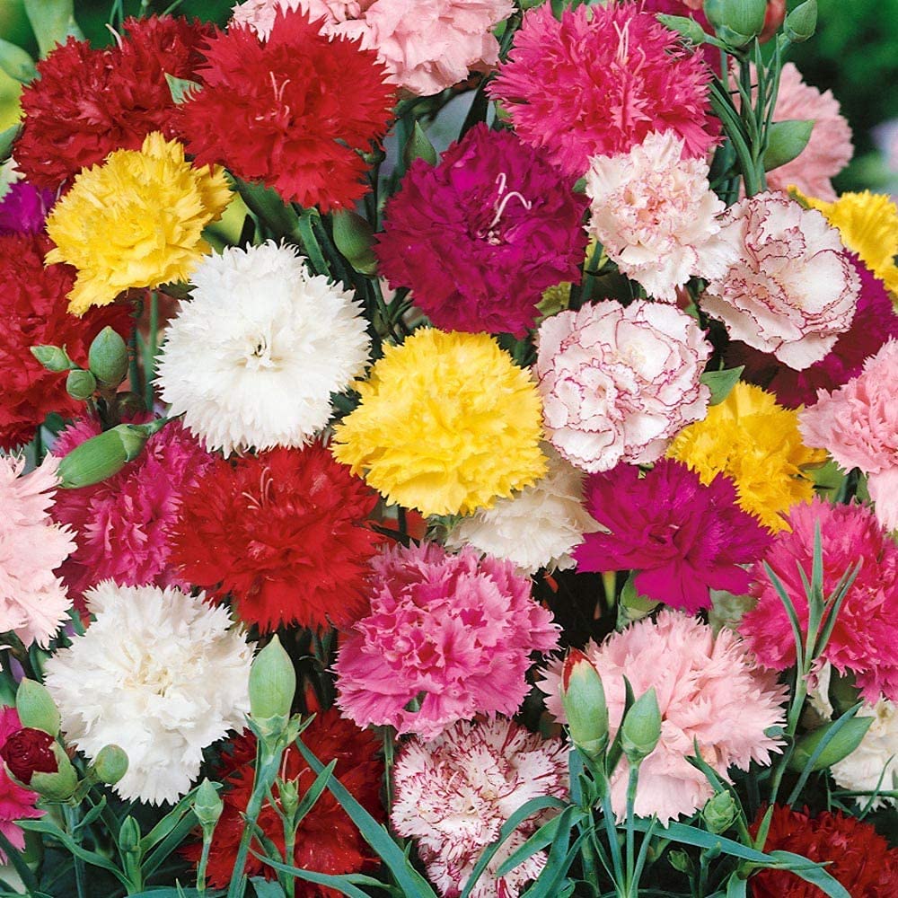 Carnation Seeds Dianthus caryophyllus for Planting in Flower Bed & Garden Heirloom Non-GMO Seeds