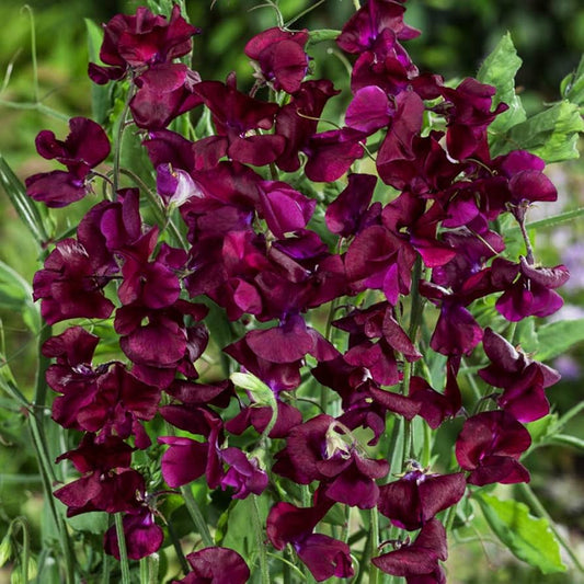 Beaujolais Sweet Pea Seeds for Planting Lathyrus odoratus for trellises and balcony gardens Heirloom Non-GMO Seeds
