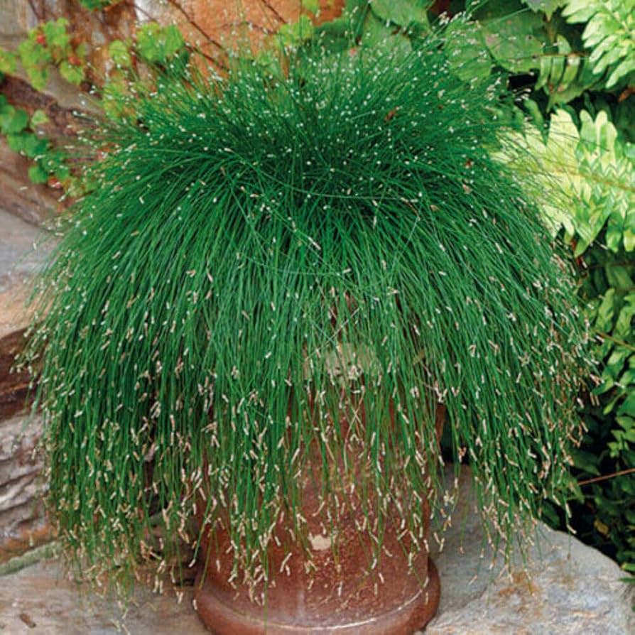 Fiber Optic Grass Isolepis cernua Plant Seeds for Planting in Garden and Container