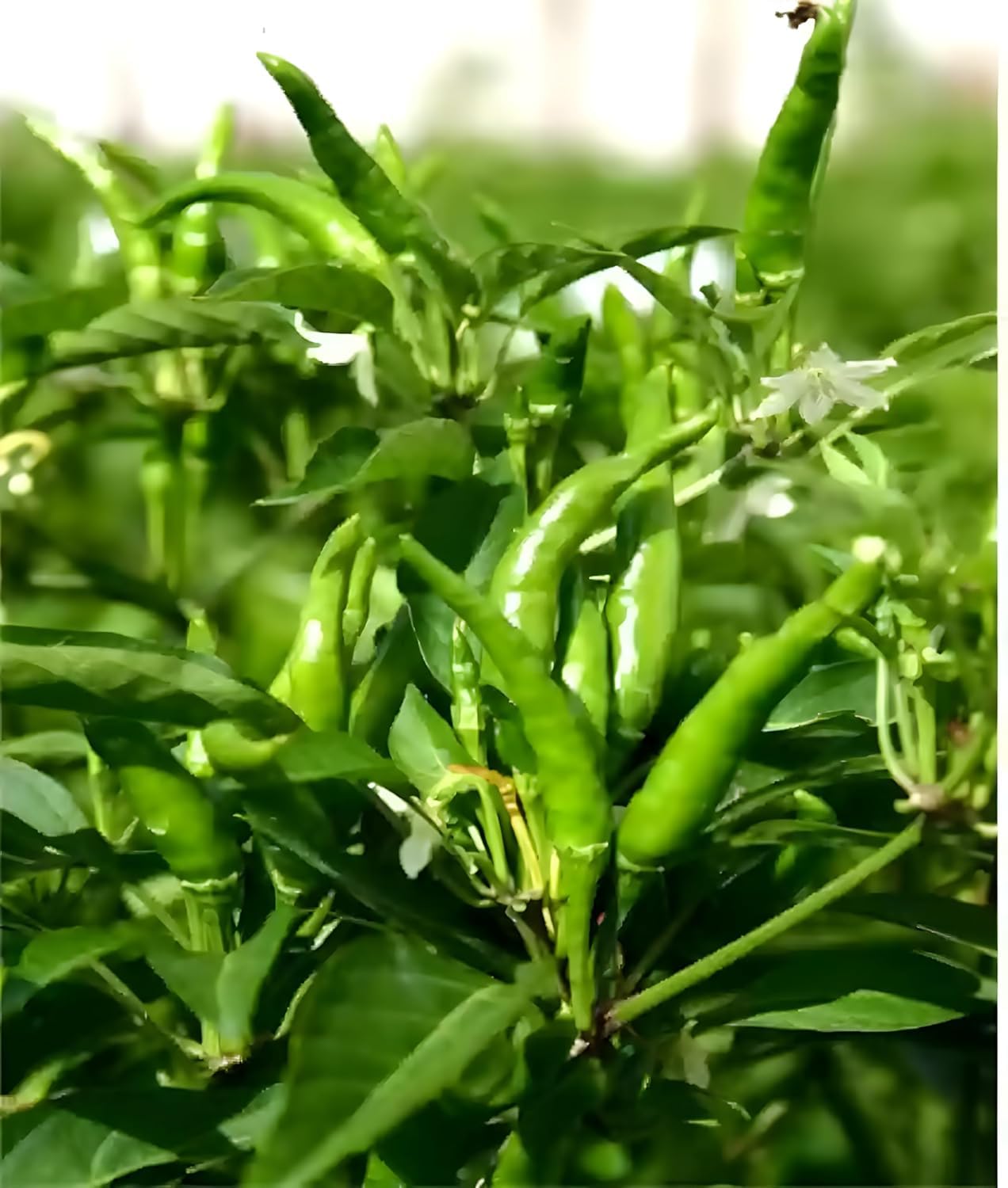 Capsicum Chili Pepper Seeds for Planting Capsicum annuum for vegetable patches and kitchen gardens for Planting, Premium