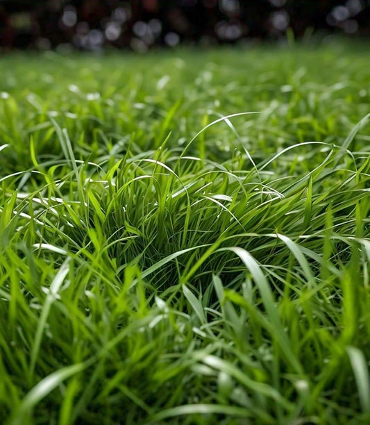 Zoysia Grass Zoysia spp Seeds for Planting in Lawn and Garden