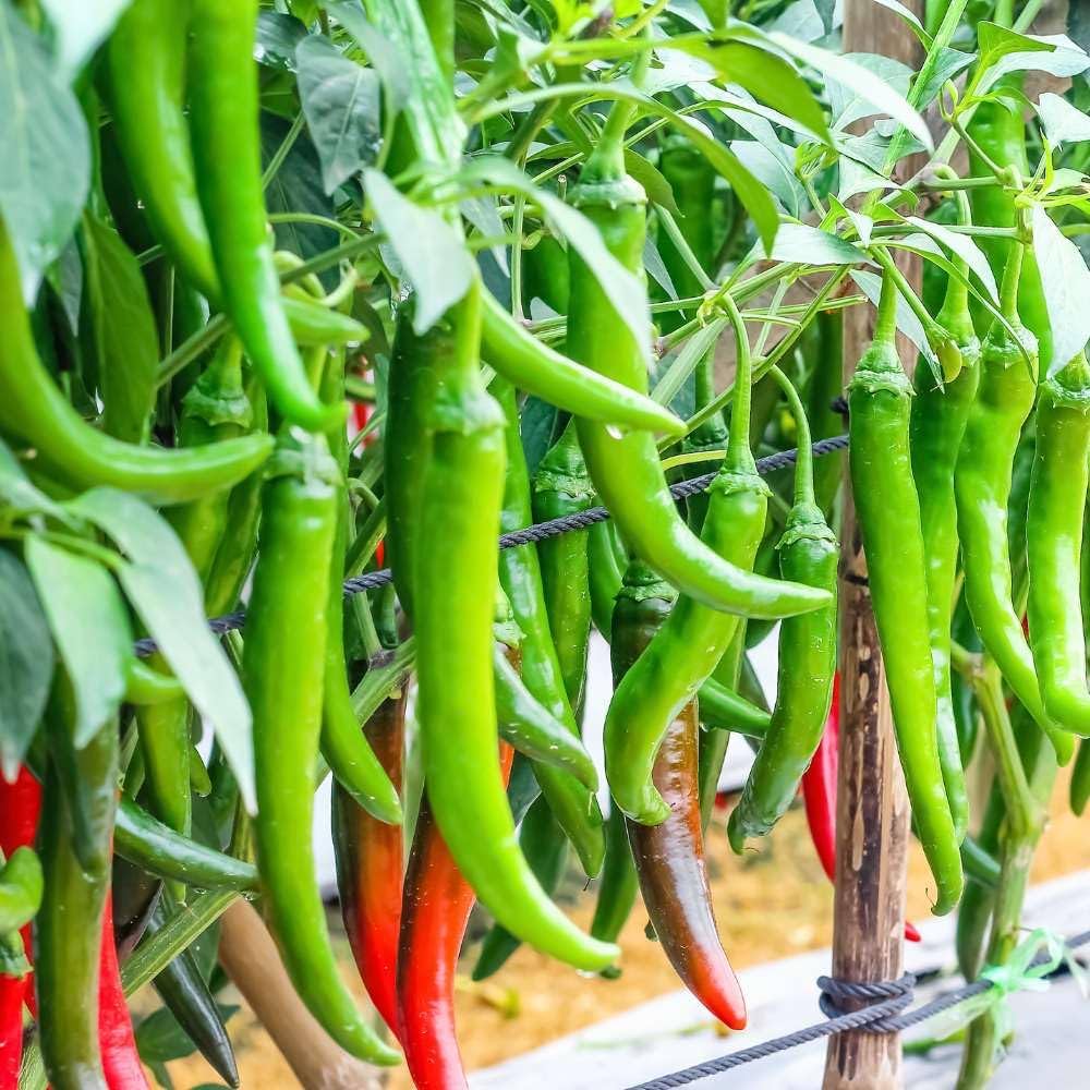 Organic Chili Pepper Seeds Capsicum annuum for Planting in Vegetable Patch for Planting, Premium Vegetable Seeds | Heirl