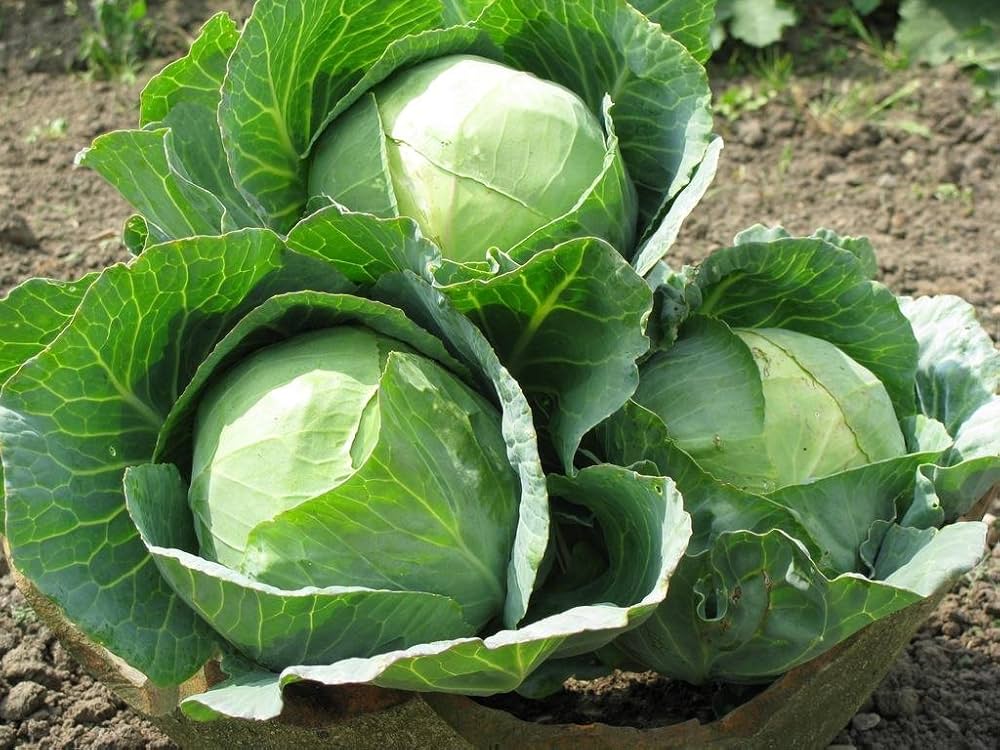 Cabbage Seeds for Planting Brassica oleracea for vegetable patches and raised garden beds for Planting, Premium Vegetabl
