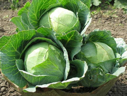 Cabbage Seeds for Planting Brassica oleracea for vegetable patches and raised garden beds for Planting, Premium Vegetabl
