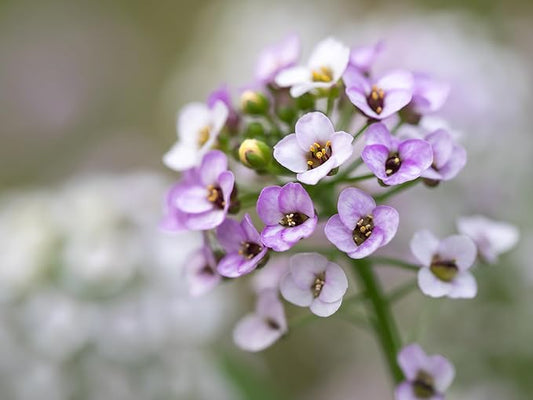 Alyssum Flower Lobularia maritima Seeds for Planting in Flower Bed & Urban Garden Heirloom Non-GMO Seeds