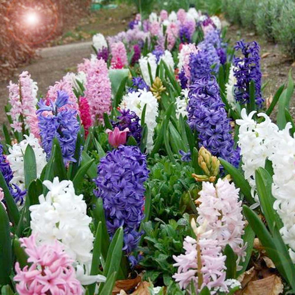 Hyacinth Hyacinthus spp. Seeds for Planting in Flower Bed Heirloom Non-GMO Seeds