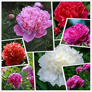 Peony Paeonia spp. Seeds for Planting in Flower Bed & Garden Heirloom Non-GMO Seeds