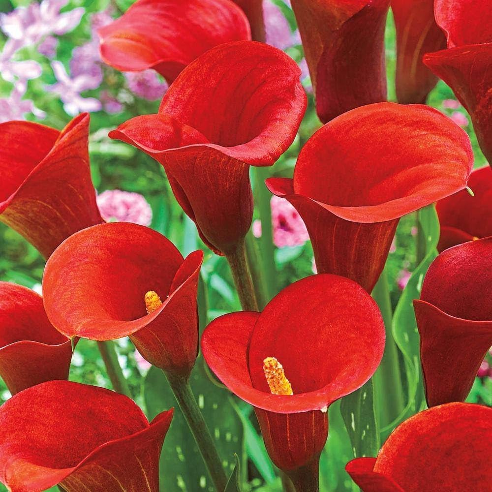 Red Calla Lily Seeds Zantedeschia for Planting in Flower Bed & Garden Heirloom Non-GMO Seeds