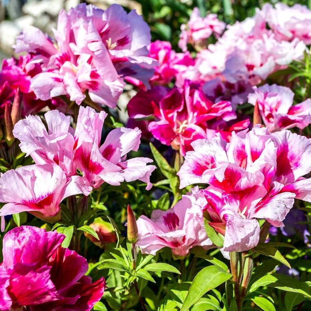 Dwarf Godetia Godetia spp. Seeds for Planting in Flower Bed Heirloom Non-GMO Seeds