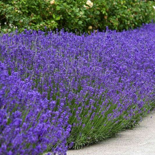 True Lavender Seeds for Planting Lavandula angustifolia for herb gardens and flower beds | Heirloom Non-GMO Flower Seeds for Home Gardens