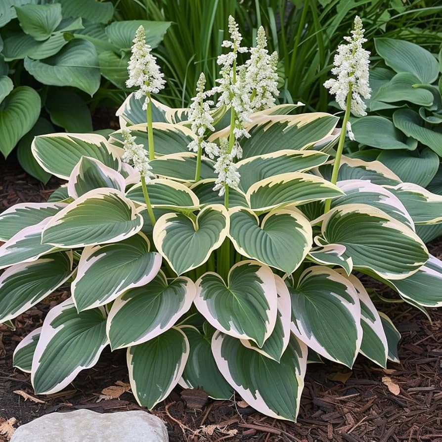 Hosta Lily Seeds for Planting Hosta spp. for shade gardens and ornamental flower beds Heirloom Non-GMO Seeds