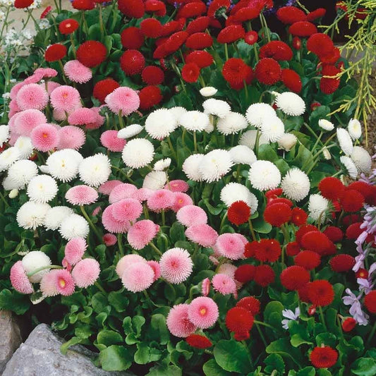 Daisy Lipstick Bellis perennis Flower Seeds for Planting in Flower Bed Heirloom Non-GMO Seeds