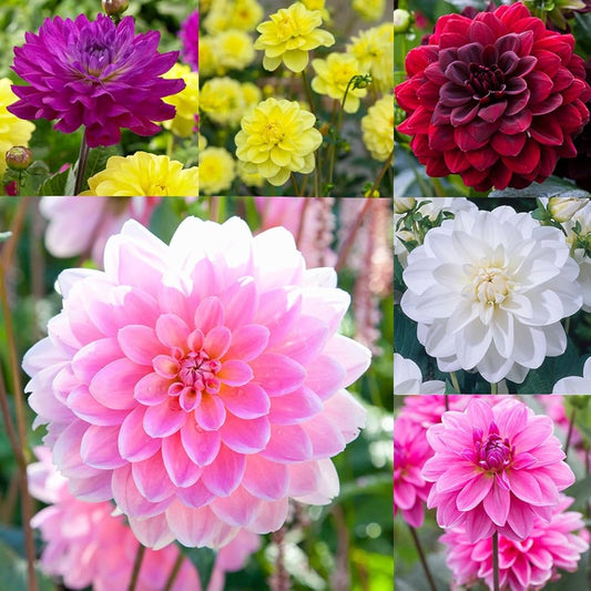 Dahlia Mixed Color Dahlia pinnata Seeds for Planting in Flower Bed Heirloom Non-GMO Seeds