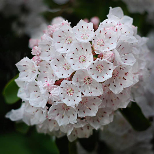 Kalmia Latifolia Mountain Laurel Flower Seeds for Planting in Woodland Garden and Shade Areas Heirloom Non-GMO Seeds