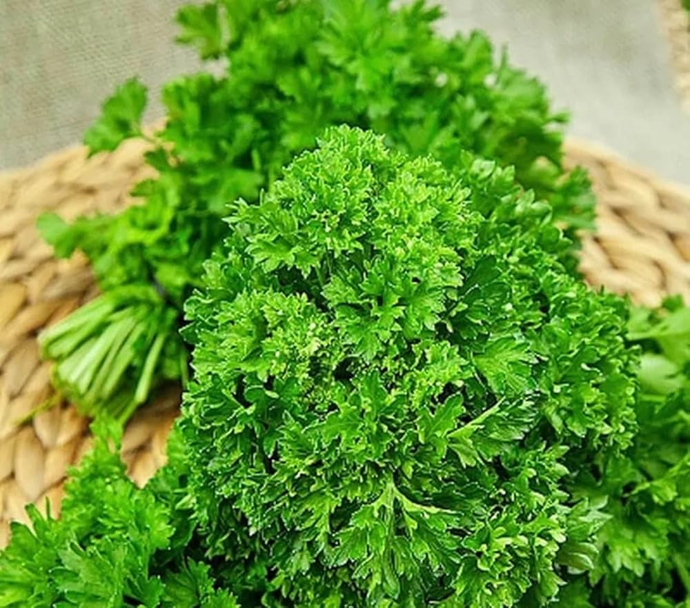 Parsley Petroselinum crispum Seeds for Planting for Herb Garden Heirloom Non-GMO Seeds