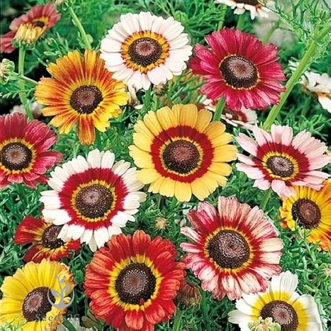 Daisy Bellis perennis Flower Seeds for Planting in Flower Bed & Garden Heirloom Non-GMO Seeds