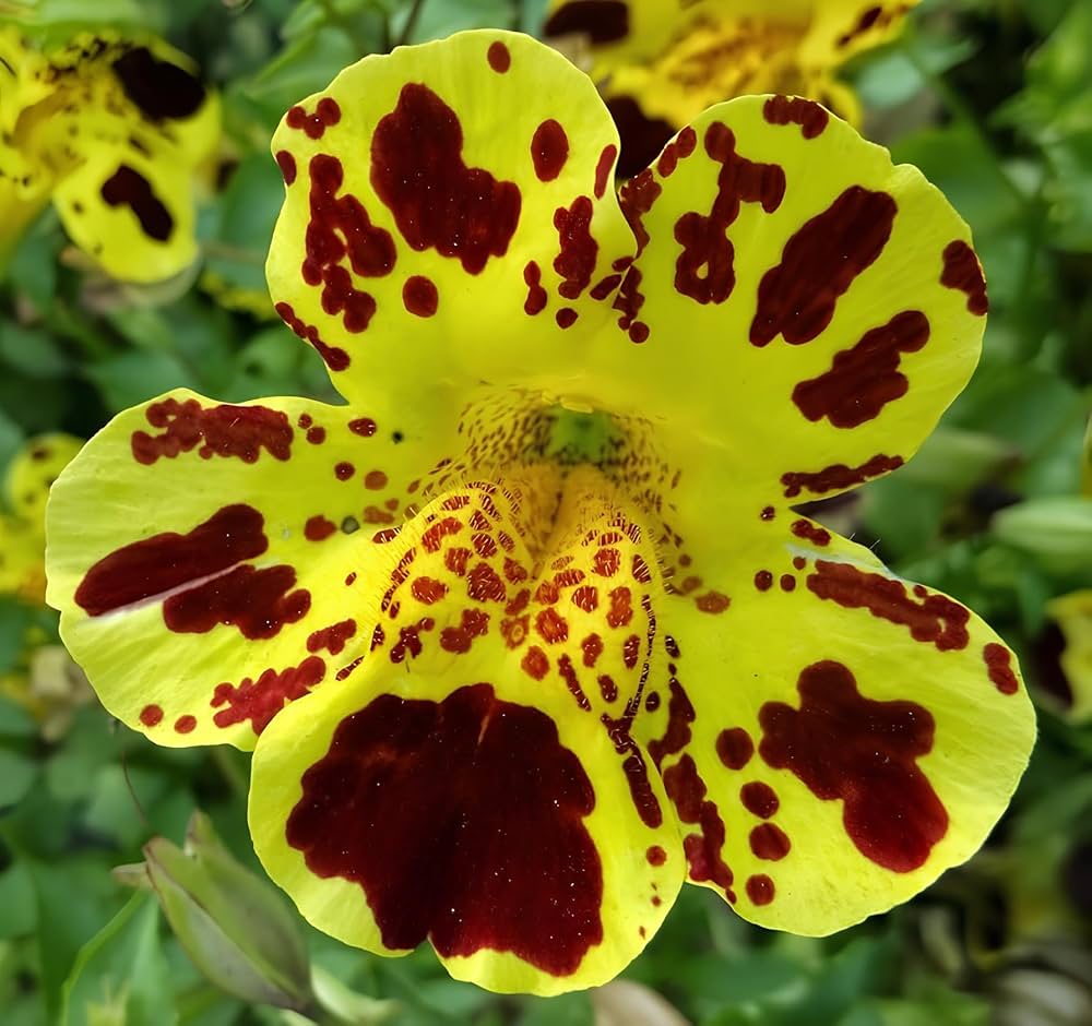 Monkey Flower Mimulus Seeds for Planting (Affenblumensamen) Heirloom Non-GMO Seeds