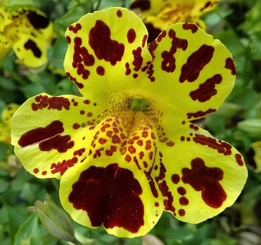 Monkey Flower Mimulus Seeds for Planting (Affenblumensamen) Heirloom Non-GMO Seeds