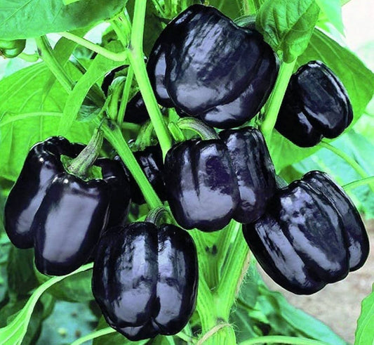 Pepper Seeds Capsicum for Planting in Vegetable Patch for Planting, Premium Vegetable Seeds | Heirloom Non-GMO