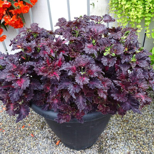 Rainbow Dragon Coleus Coleus blumei Seeds for Planting in Container Garden Heirloom Non-GMO Seeds
