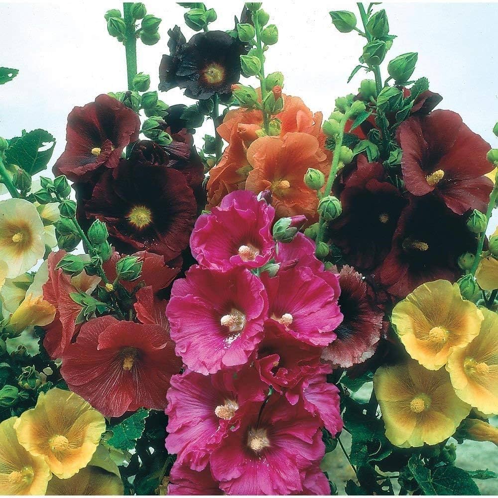 Hollyhock Seeds for Planting Alcea rosea for backyard gardens and flower fences Heirloom Non-GMO Seeds