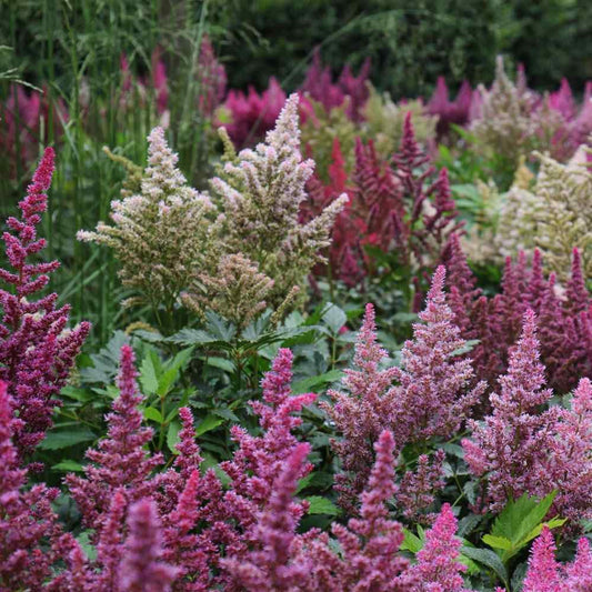 Astilbe Astilbe Flower Seeds for Planting in Flower Bed & Garden Heirloom Non-GMO Seeds