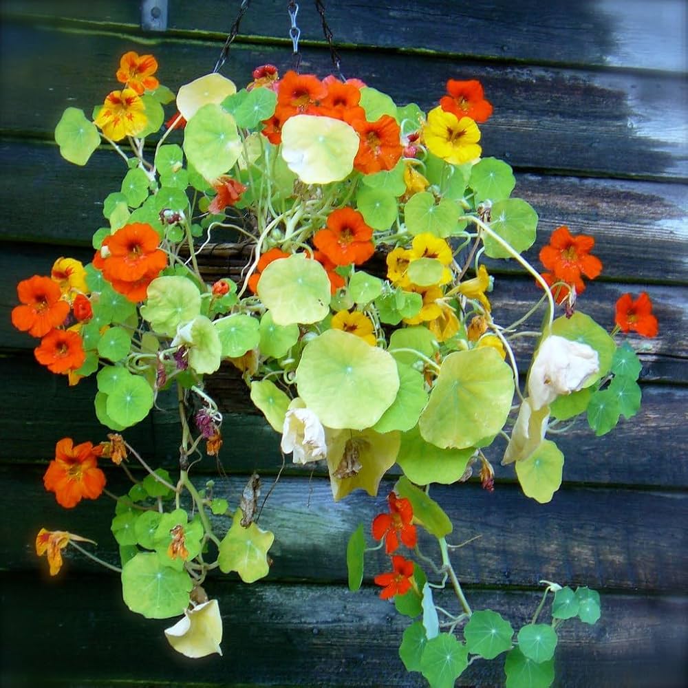Nasturtium Tropaeolum majus Flower Seeds for Planting