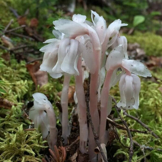 Monotropa Flower Seeds Monotropa uniflora for Planting in Flower Bed Heirloom Non-GMO Seeds