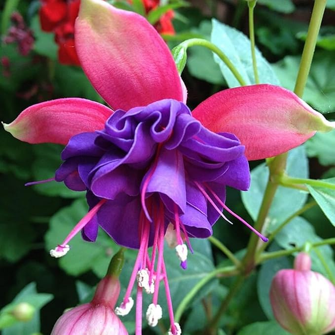 Fuchsia Flower Fuchsia spp. Seeds for Planting in Flower Bed & Garden Heirloom Non-GMO Seeds