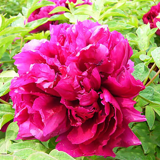 Chinese Peony Seeds Paeonia for Planting in Flower Bed & Garden Heirloom Non-GMO Seeds