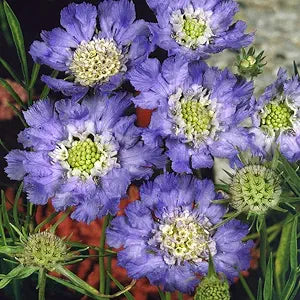 Pincushion Flower Scabiosa atropurpurea Seeds for Planting in Flower Bed & Garden Heirloom Non-GMO Seeds